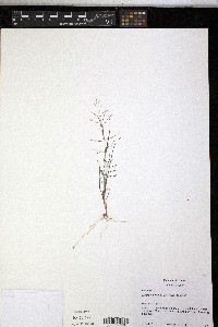 Eragrostis frankii image