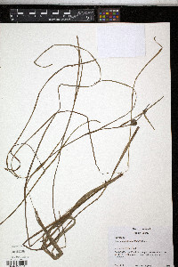 Sparganium angustifolium image