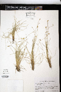 Abildgaardia ovata image