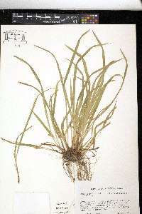 Carex abscondita image