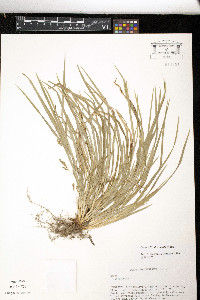 Carex abscondita image