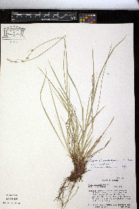 Carex amplisquama image