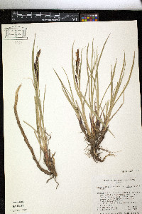 Carex aquatilis var. stans image