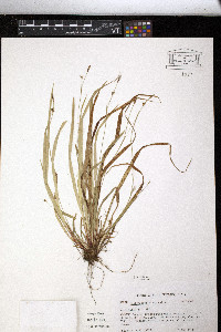 Carex austrocaroliniana image