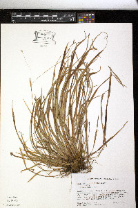 Carex austrocaroliniana image