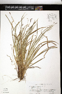 Carex austrocaroliniana image