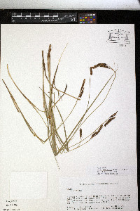 Carex barrattii image