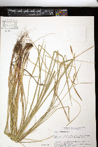 Carex biltmoreana image