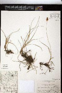 Carex bonariensis image