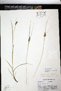 Carex bushii image