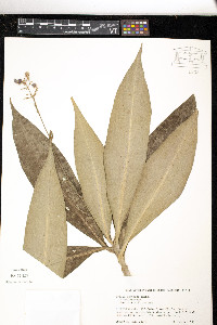 Pollia japonica image