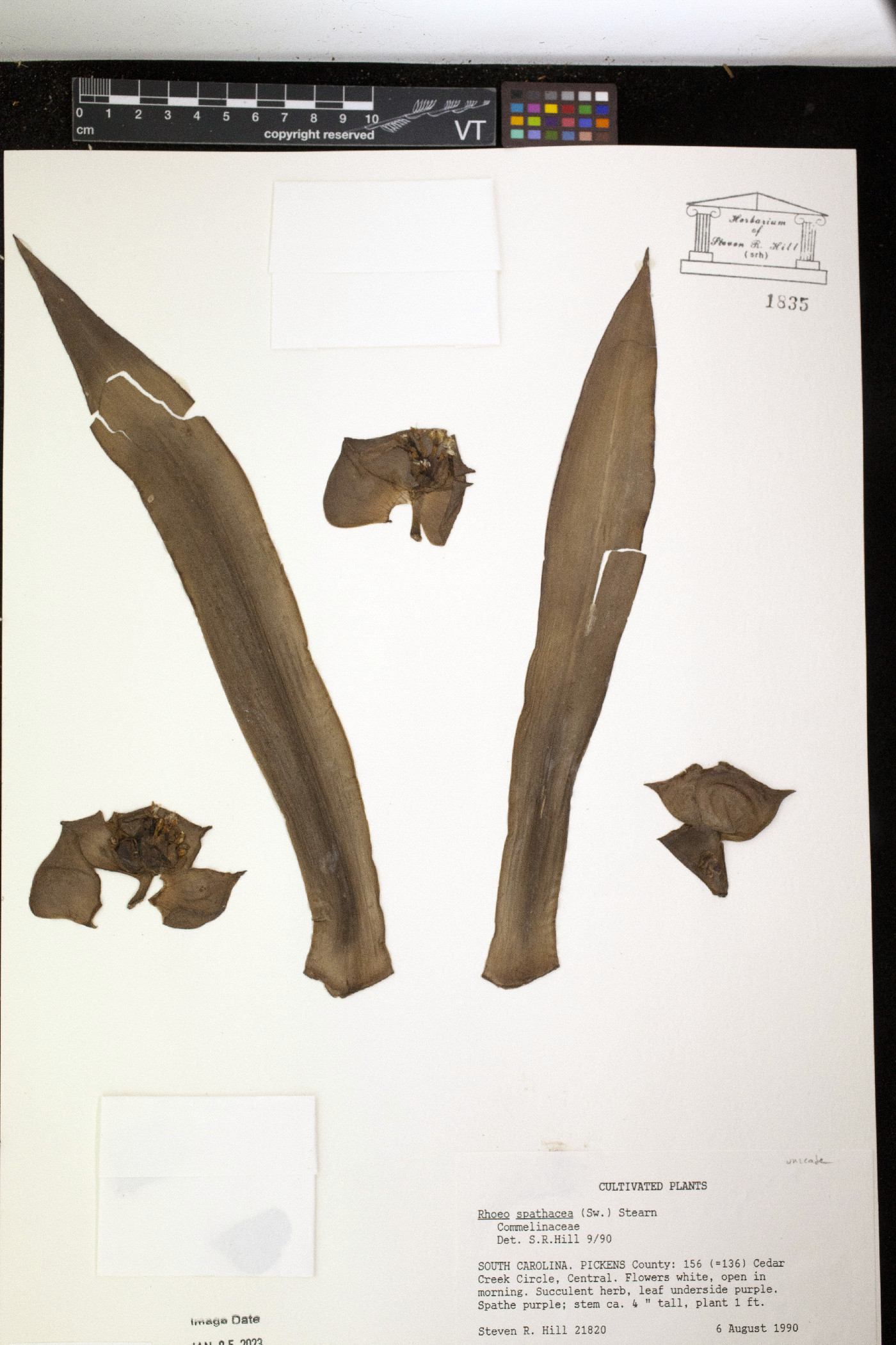 Rhoeo spathacea image