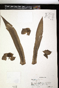 Rhoeo spathacea image