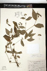 Tradescantia commelinoides image