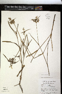 Tradescantia ohiensis image