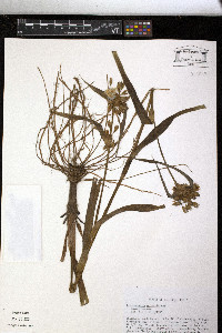 Tradescantia ohiensis image