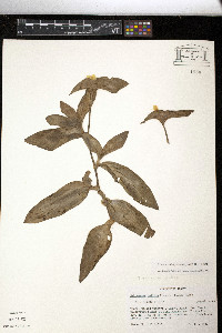 Tradescantia pallida image