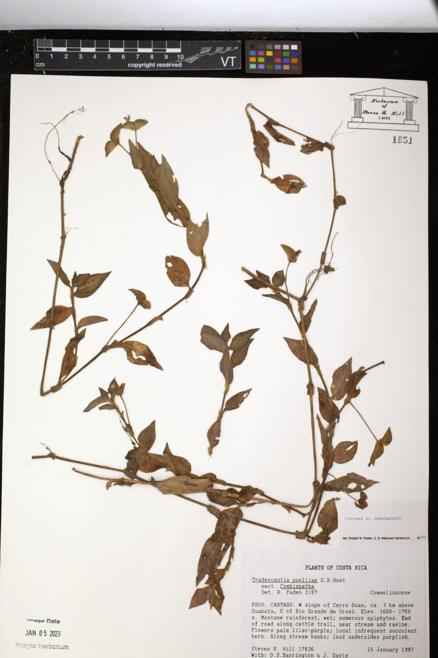 Tradescantia poelliae image