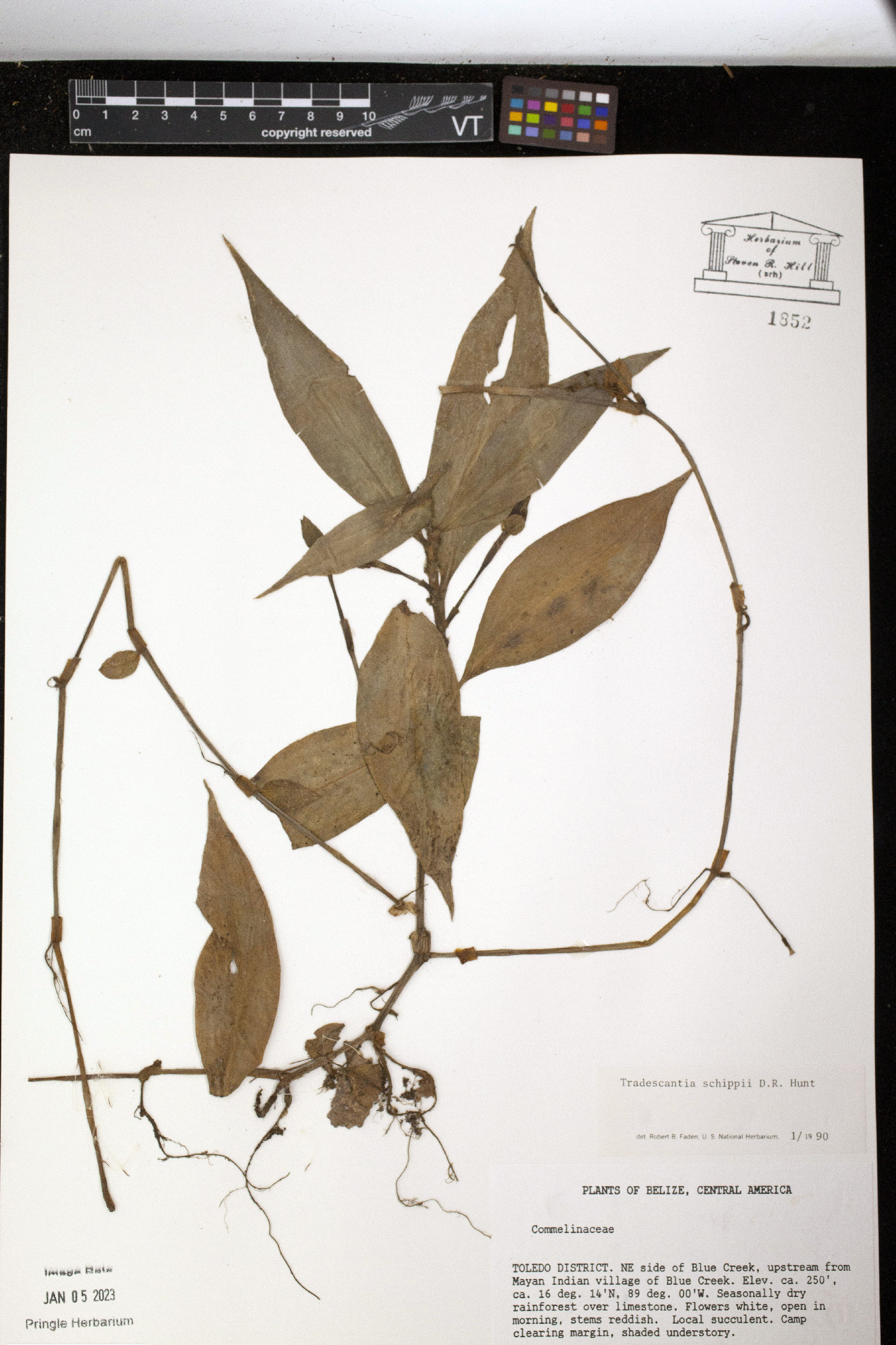 Tradescantia schippii image