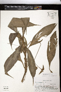 Tradescantia zanonia image