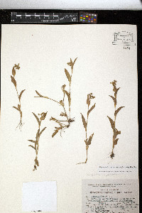 Tripogandra purpurascens image