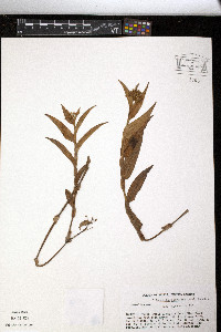 Tripogandra serrulata image