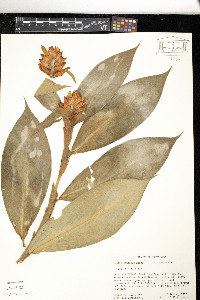 Image of Costus montanus