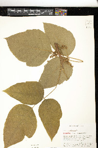 Toxicodendron pubescens image