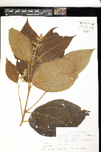 Miconia barbinervis image