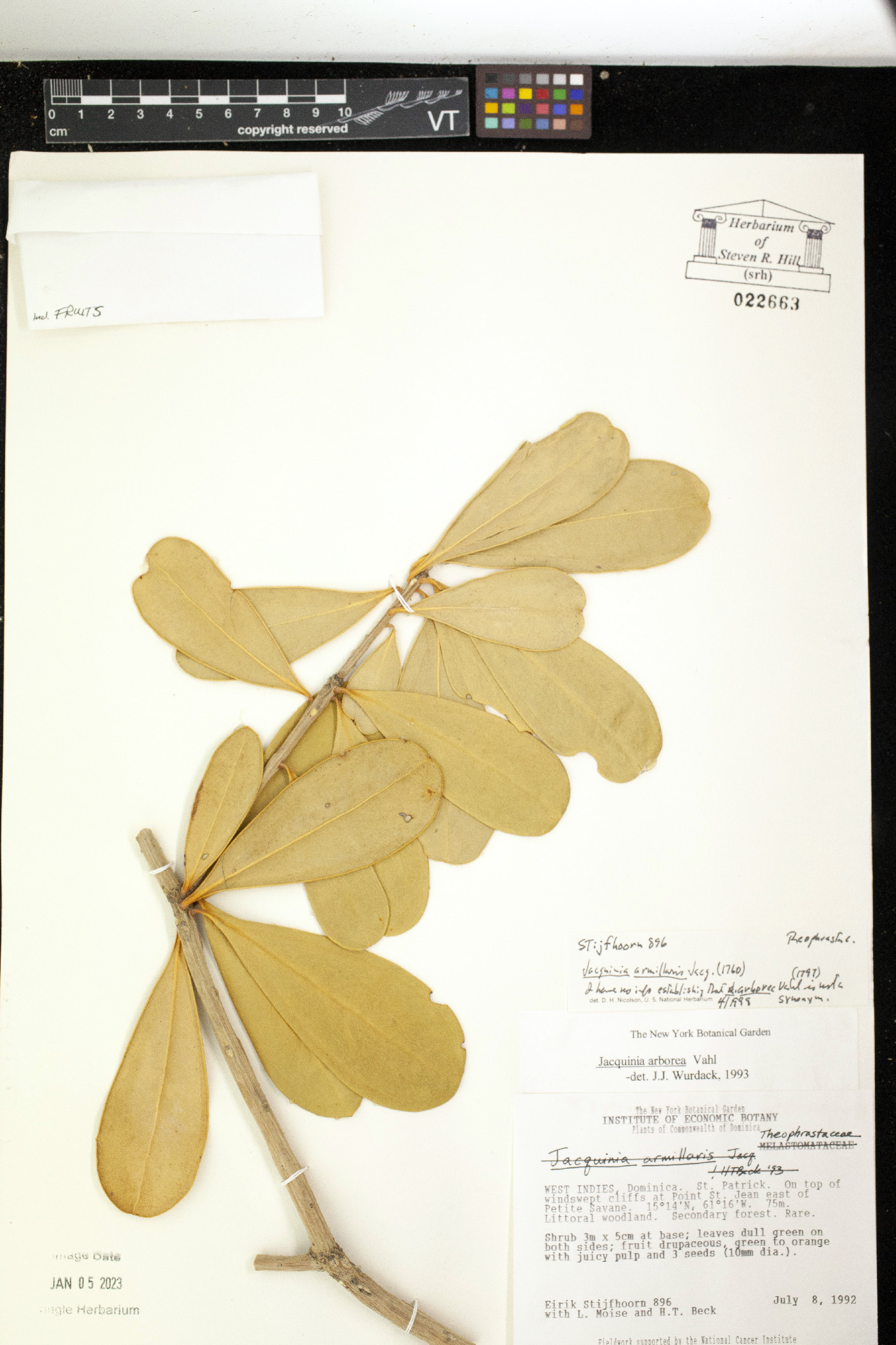 Jacquinia armillaris image