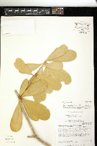 Jacquinia armillaris image