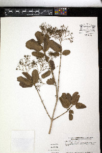 Pseudocarpidium wrightii image