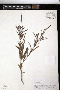 Verbena simplex image