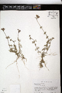 Glandularia pulchella image