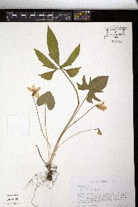 Viola palmata image