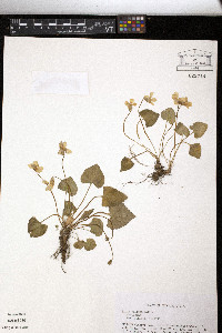 Viola villosa image