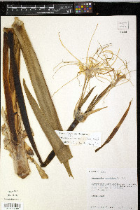 Hymenocallis occidentalis image