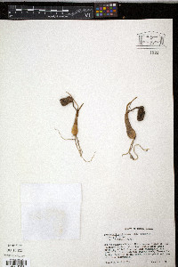 Hymenocallis liriosme image