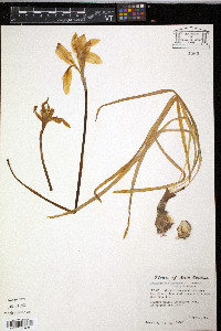 Zephyranthes atamasco image