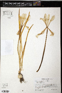 Zephyranthes atamasco image