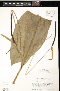 Anthurium crenatum image