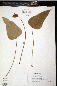 Anthurium andraeanum image