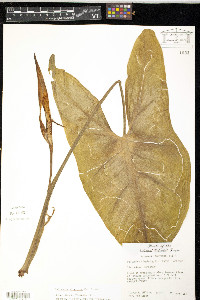 Peltandra virginica image