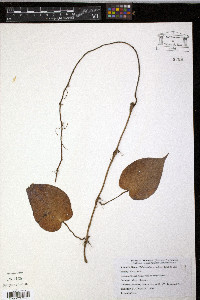 Philodendron scandens image