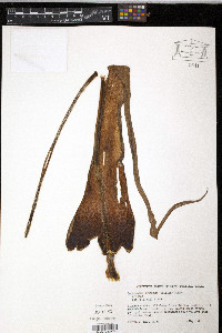 Sauromatum venosum image