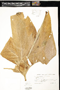 Sauromatum venosum image