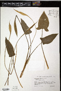 Spathicarpa sagittifolia image