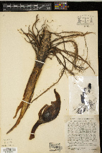 Symplocarpus foetidus image