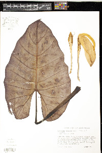 Xanthosoma violaceum image