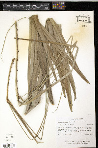 Butia capitata image